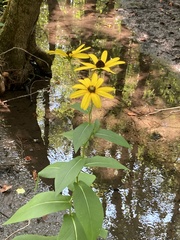 Rudbeckia auriculata
