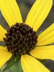 Rudbeckia auriculata