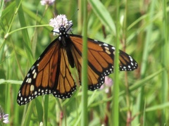 Danaus plexippus
