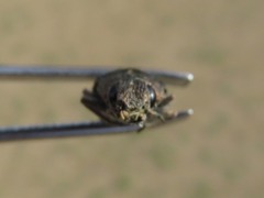 Dicerca tenebrica