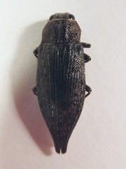 Dicerca tenebrica