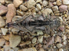 Dicerca tenebrica