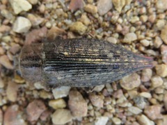 Dicerca tenebrica