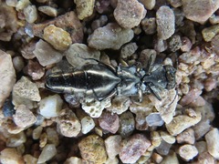 Agrilus obsoletoguttatus