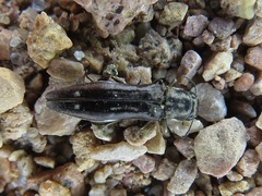 Agrilus obsoletoguttatus