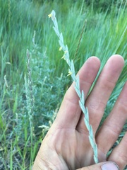 Elymus lanceolatus lanceolatus