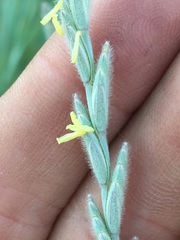 Elymus lanceolatus lanceolatus