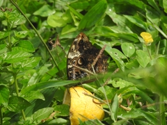 Opsiphanes quiteria