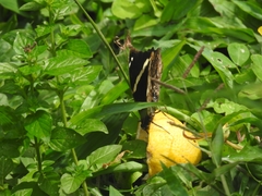 Opsiphanes quiteria
