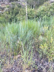 Elymus lanceolatus lanceolatus