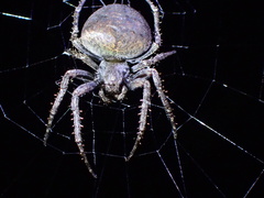 Araneus ventricosus