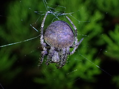 Araneus ventricosus