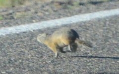 Urocitellus elegans nevadensis