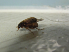 Odontria