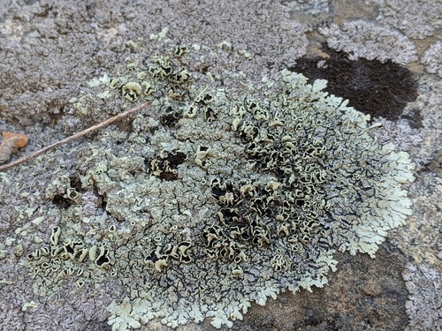 rock shield lichens