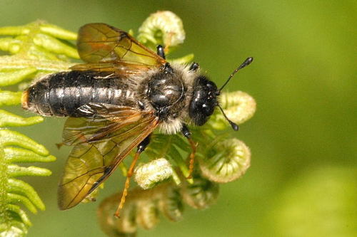 Light-tibia Hawthorn Sawfly