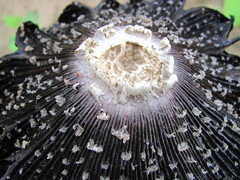 Coprinus calyptratus