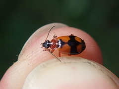Lebia cruxminor