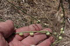 Antistrophus pisum