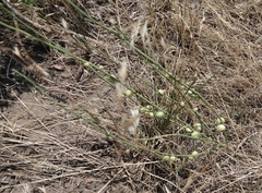 Antistrophus pisum