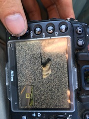 Urocitellus elegans nevadensis