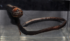Pacific Blackdragon photo 1
