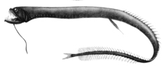 Black Dragonfish photo 1