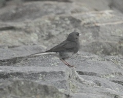 Junco hyemalis carolinensis