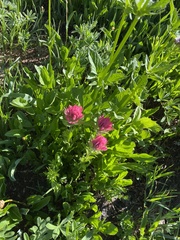 Castilleja parviflora