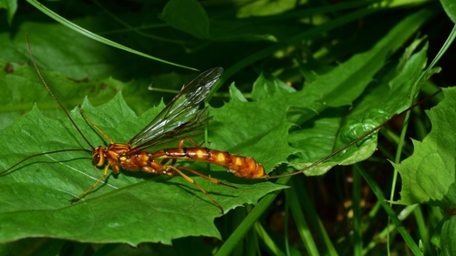 Megarhyssa vagatoria