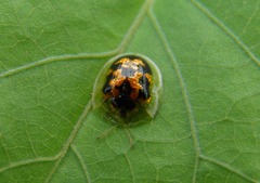 Cassida timorensis