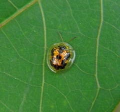 Cassida timorensis