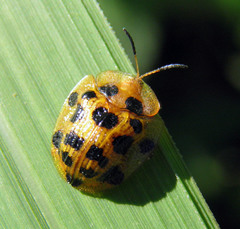 Laccoptera sedecimnotata