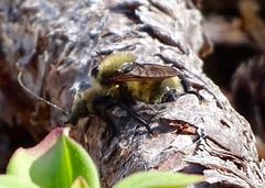 Laphria posticata