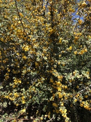 Fremontodendron californicum