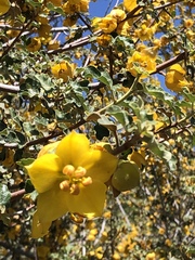 Fremontodendron californicum