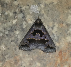 Tephriopis divulsa