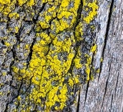 Candelariella xanthostigma