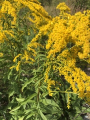 Solidago