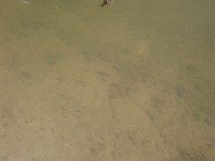 Pleurodelinae