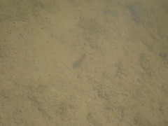 Pleurodelinae