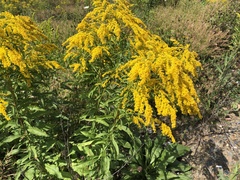 Solidago