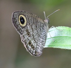 Ypthima horsfieldii humei