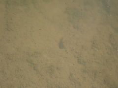 Pleurodelinae