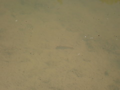 Pleurodelinae