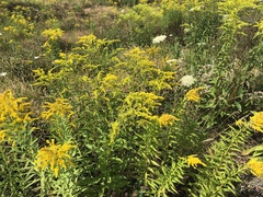 Solidago