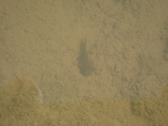 Pleurodelinae