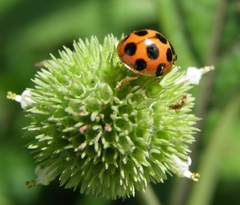Coelophora bissellata