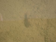 Pleurodelinae