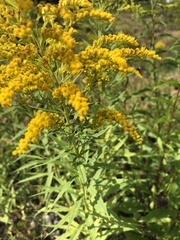 Solidago
